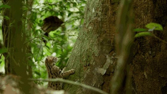 没想到猫也会功夫,没想到猫会这样走路