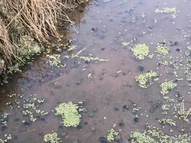 投一次年年收，养殖成本低，市价5元一斤，适合养殖创业吗？