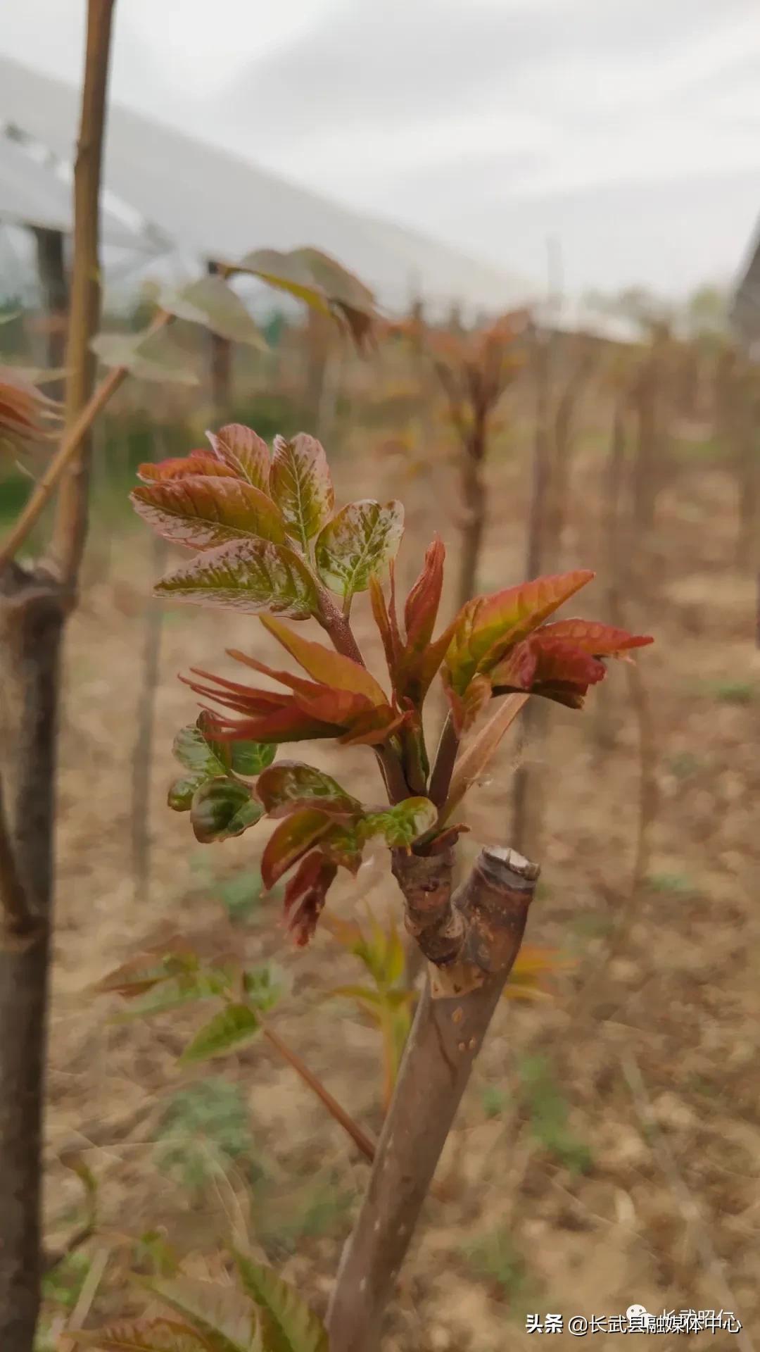 香椿炒鸡蛋的营养价值,冻过的香椿怎样炒鸡蛋