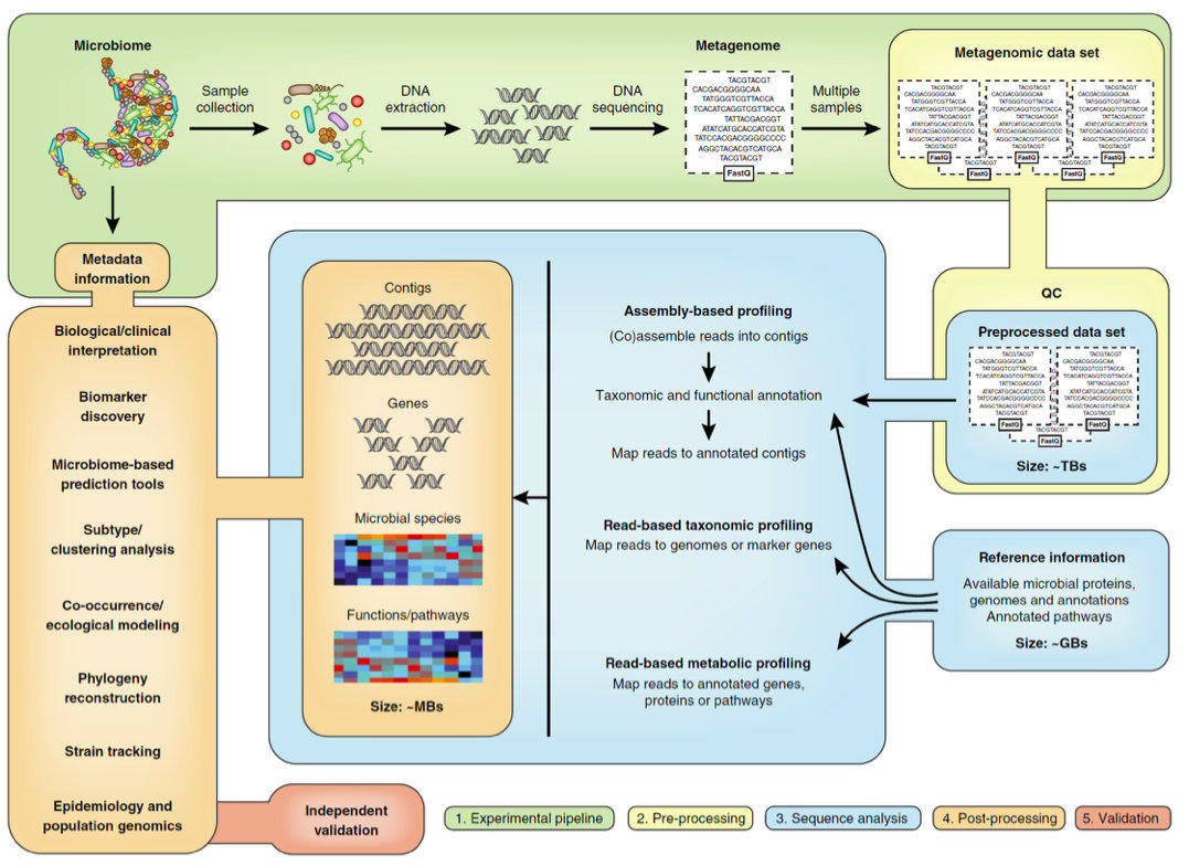 肠道菌群宏基因组,肠道微生物宏基因组检测有必要吗