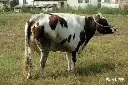 「肉牛头条」肉牛流行性感冒来袭，养牛户你知道如何应对吗？