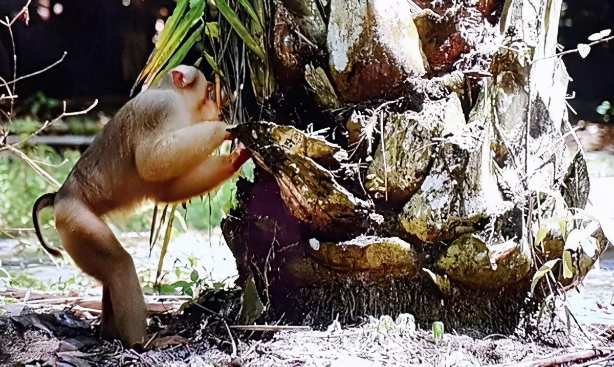 你爱吃的椰子,背后可能有一只泰国“打工猴”血汗故事