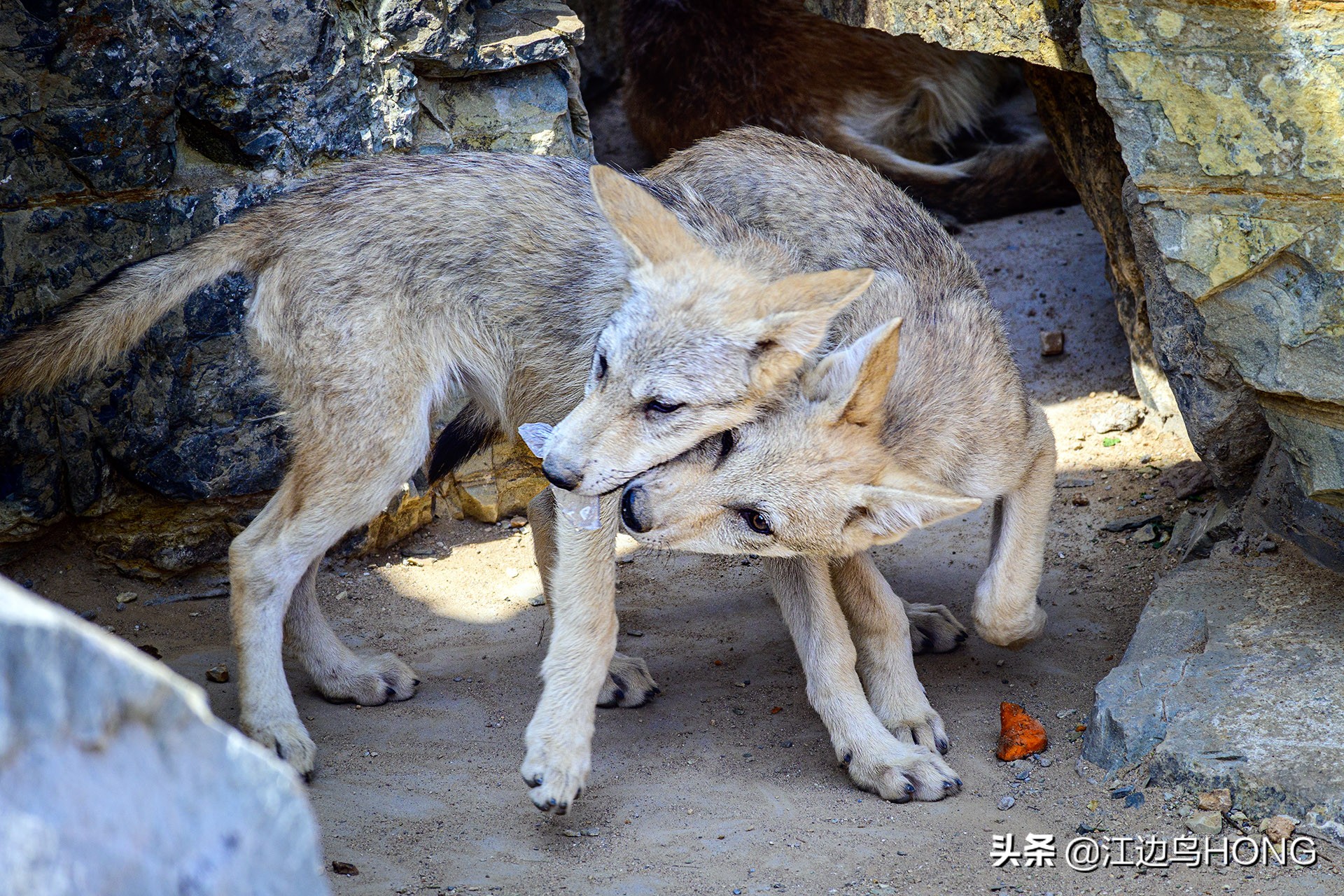 尼康z50双头套机价格,尼康z套机最低价7849