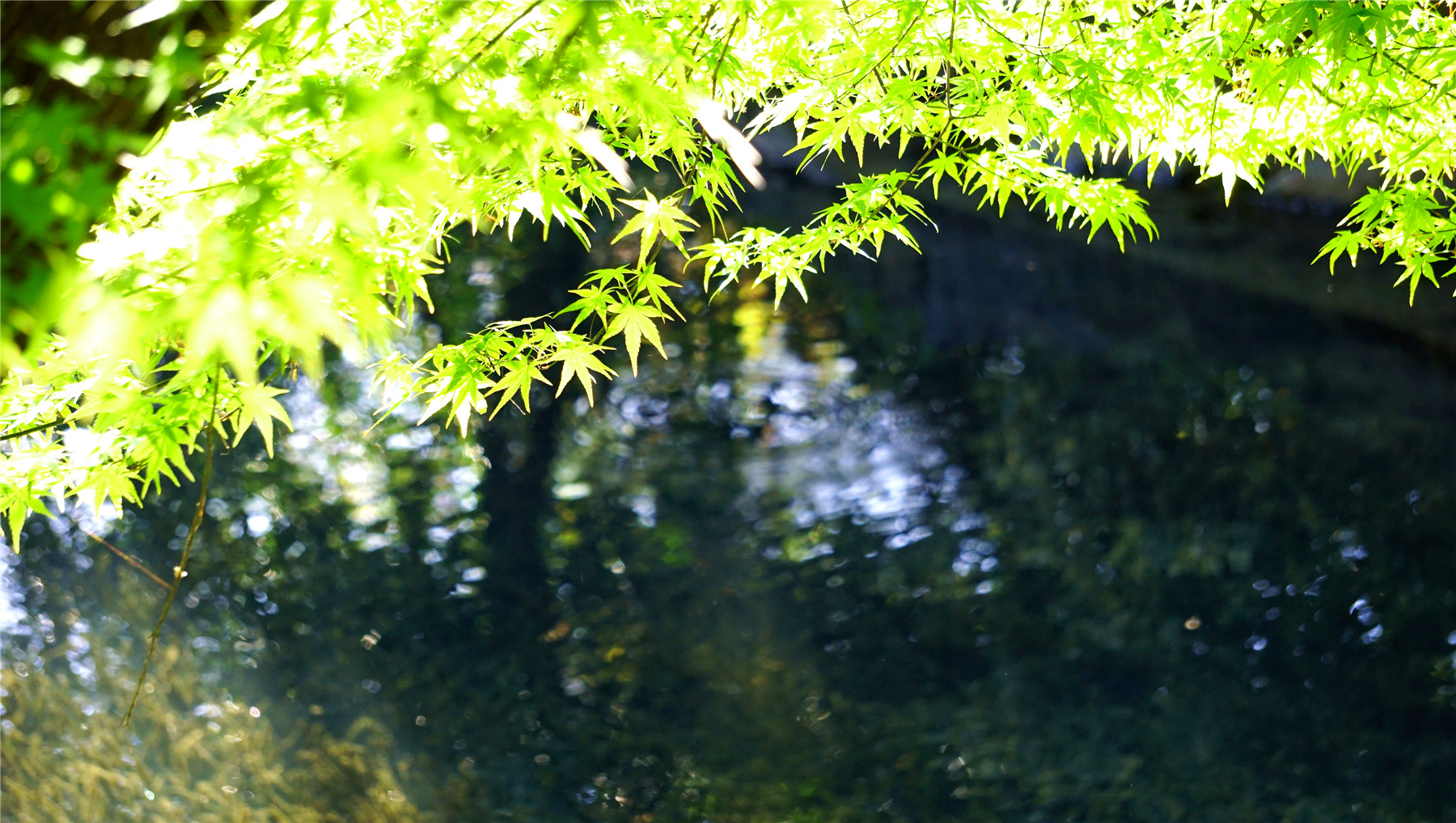 杭州西湖游玩攻略大全,杭州西湖最佳游玩攻略