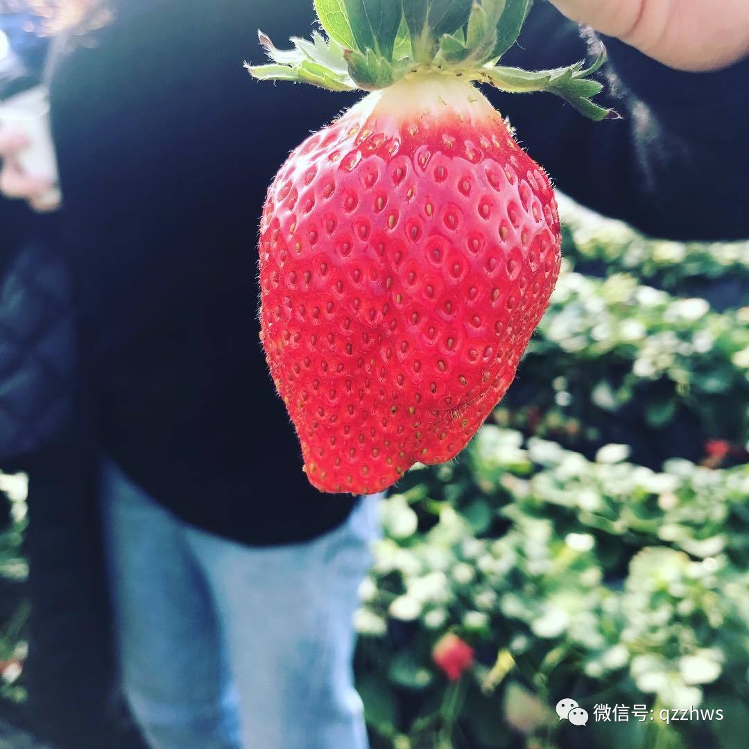 无土栽培立体草莓定植及管理,立体无土草莓种植