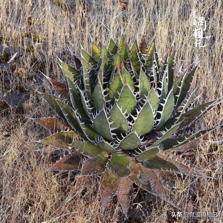 极品龙舌兰,精品龙舌兰欣赏