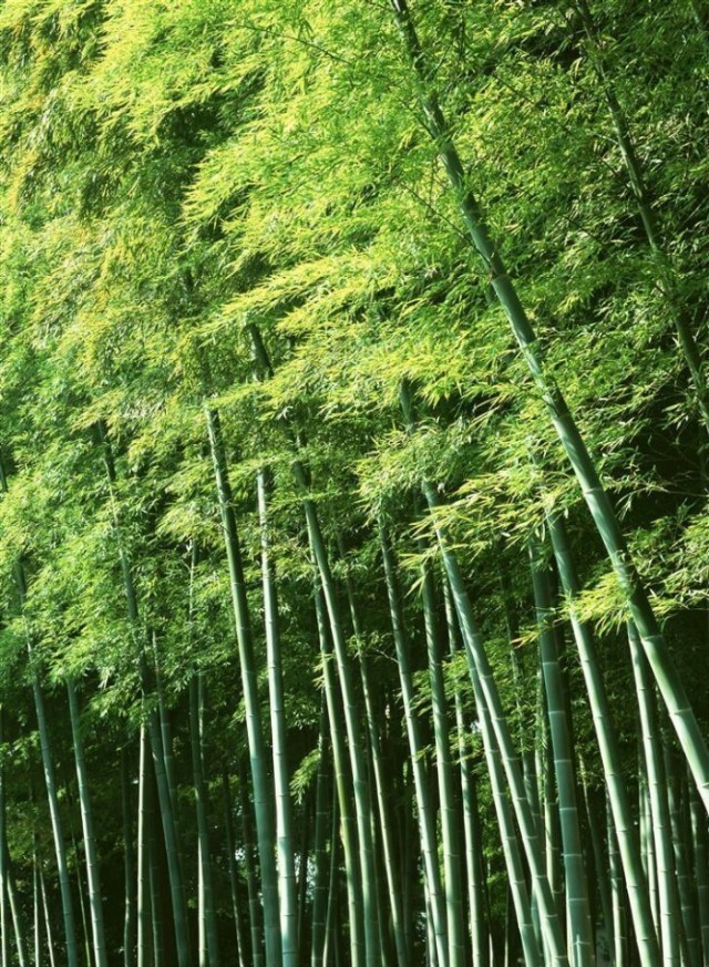 竹子种植前景,竹子种植庭院