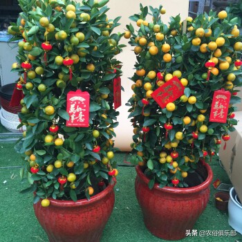 房前不种桑树房后不种柳树,前不种桑后不栽柳意味什么