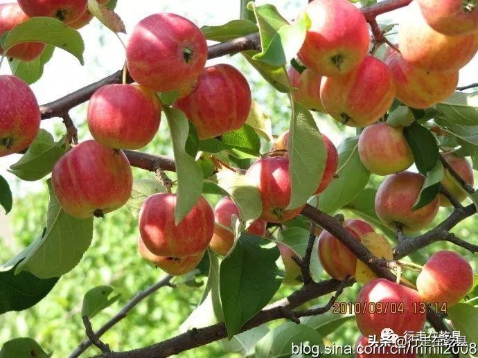 行走在乾县,行走在乾县之姜村镇