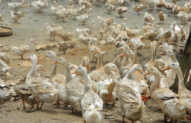 影响产蛋率的因素,影响蛋鸡产蛋率的原因