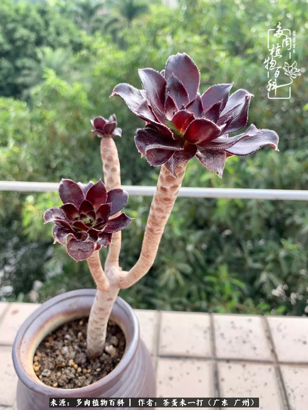 在冬日阳光下,记一个多肉小白的养肉历程