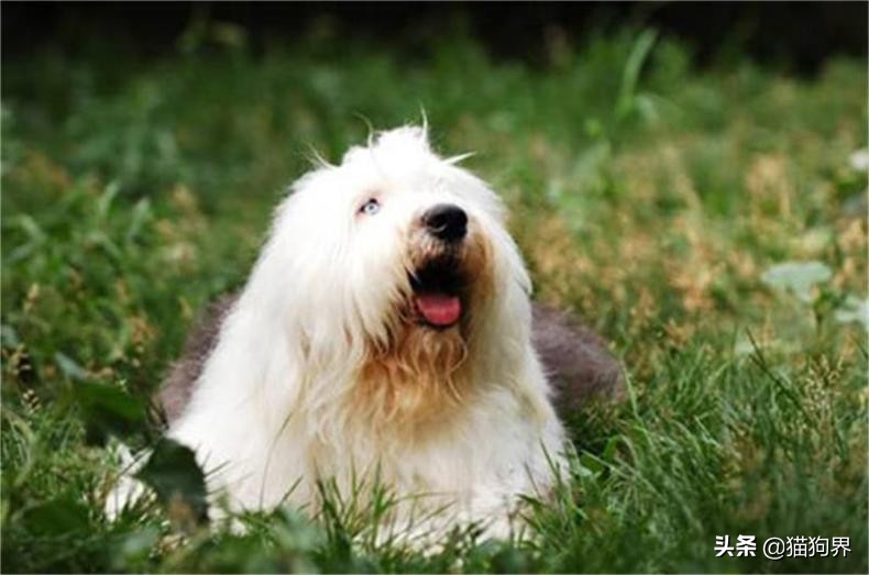 狗瘟就是犬瘟热，狗狗出现狗瘟该怎么办？#狗狗大明星#