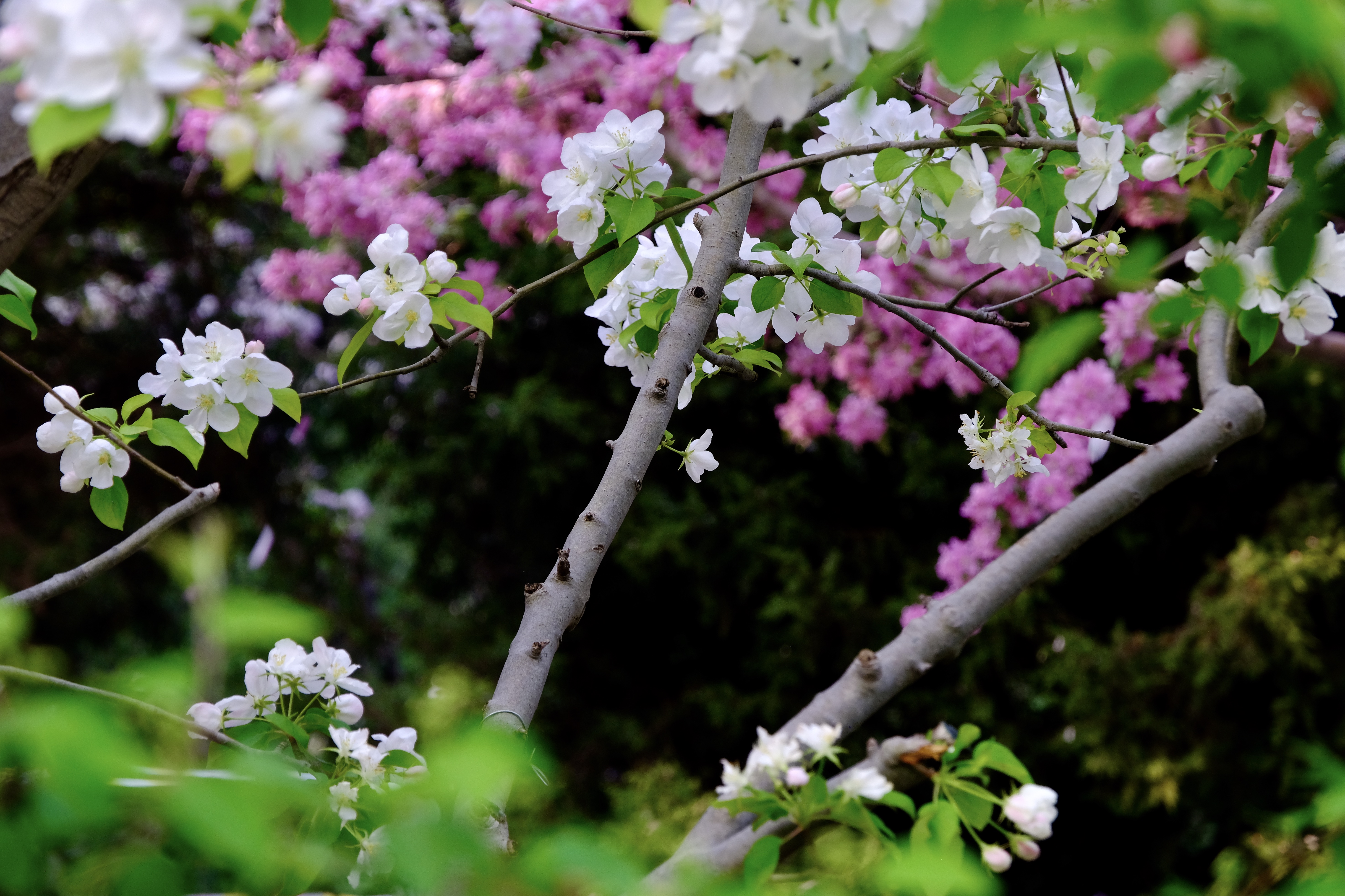 开往地铁上的春天,开往春天的地铁邂逅京城的花开