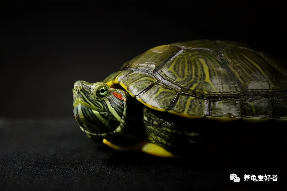 怎么养龟才是正确的方式,养龟怎么才能养得好