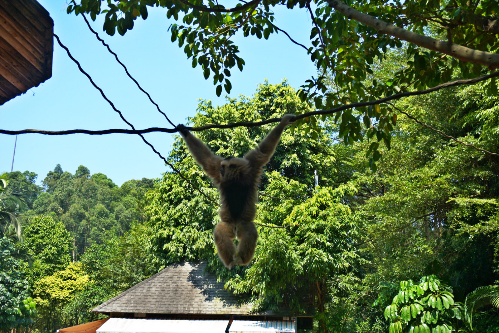 常州恐龙园和珠海长隆哪个好玩,珠海长隆海洋王国好玩吗