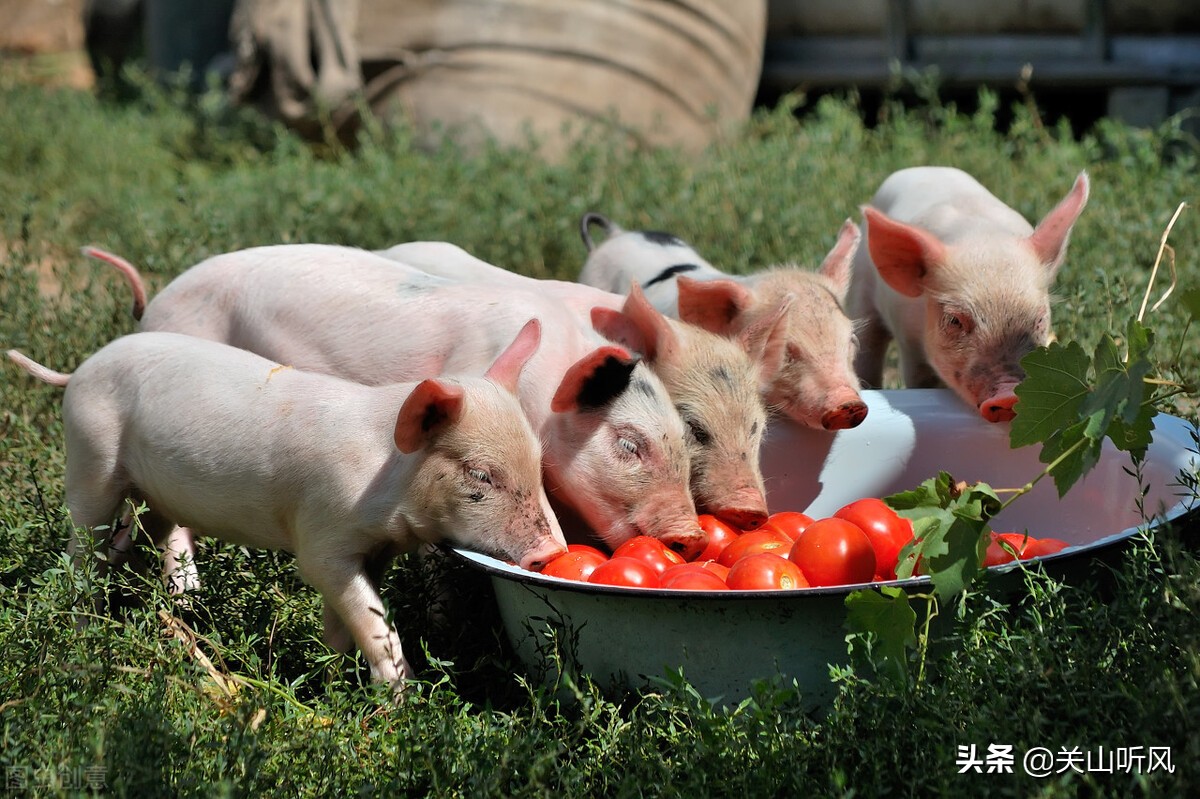 俗语“猪来穷,狗来富,猫儿来了戴麻布”,农村送小家畜的规矩?