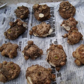 马蹄莲花朵点缀,马蹄莲鲜花造型创意图片