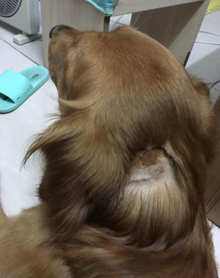 宠物病症知识,狗狗脓皮症初期是什么样的现象