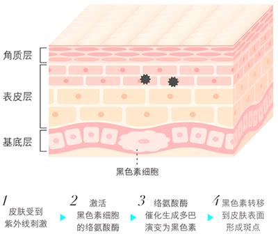 兰蔻和dw粉底液哪款最好用,兰蔻和dw粉底液哪个比较好