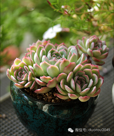 适合云南养的多肉,云南露养最好养活的多肉