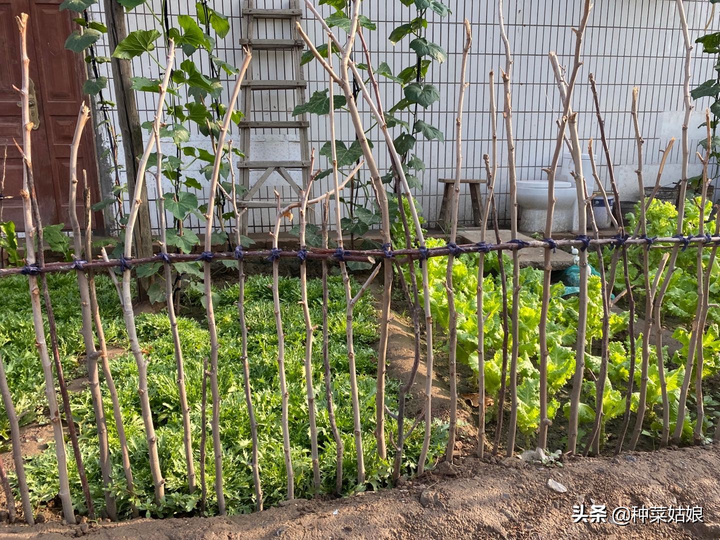 种菜怎么避免徒长,种菜如何防止烂根