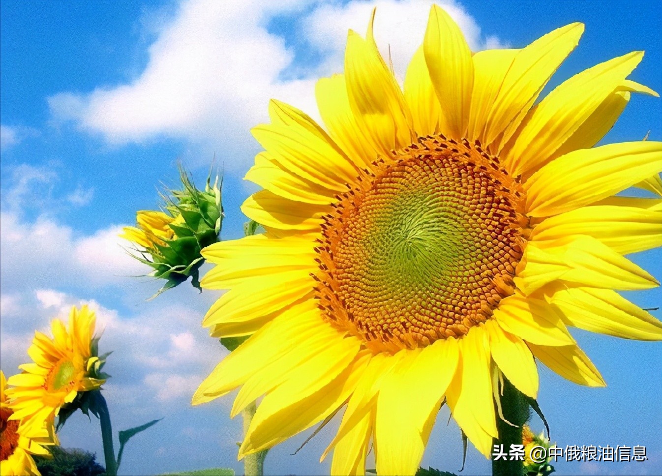 俄罗斯顿河葵花籽油,葵花籽油菜籽油俄罗斯