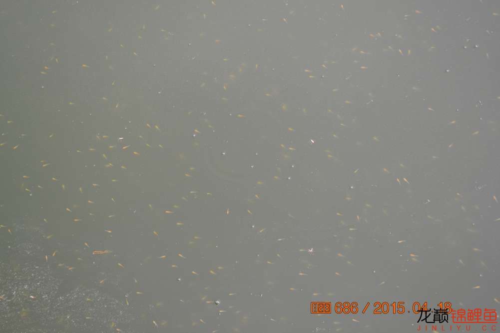 锦鲤苗成长,日本锦鲤水花苗成长