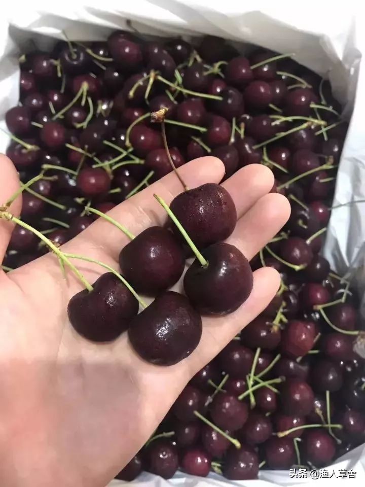 各国cherry车厘子品种，与我国大樱桃有哪些不同