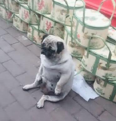 巴哥跟主人玩耍,巴哥陪主人