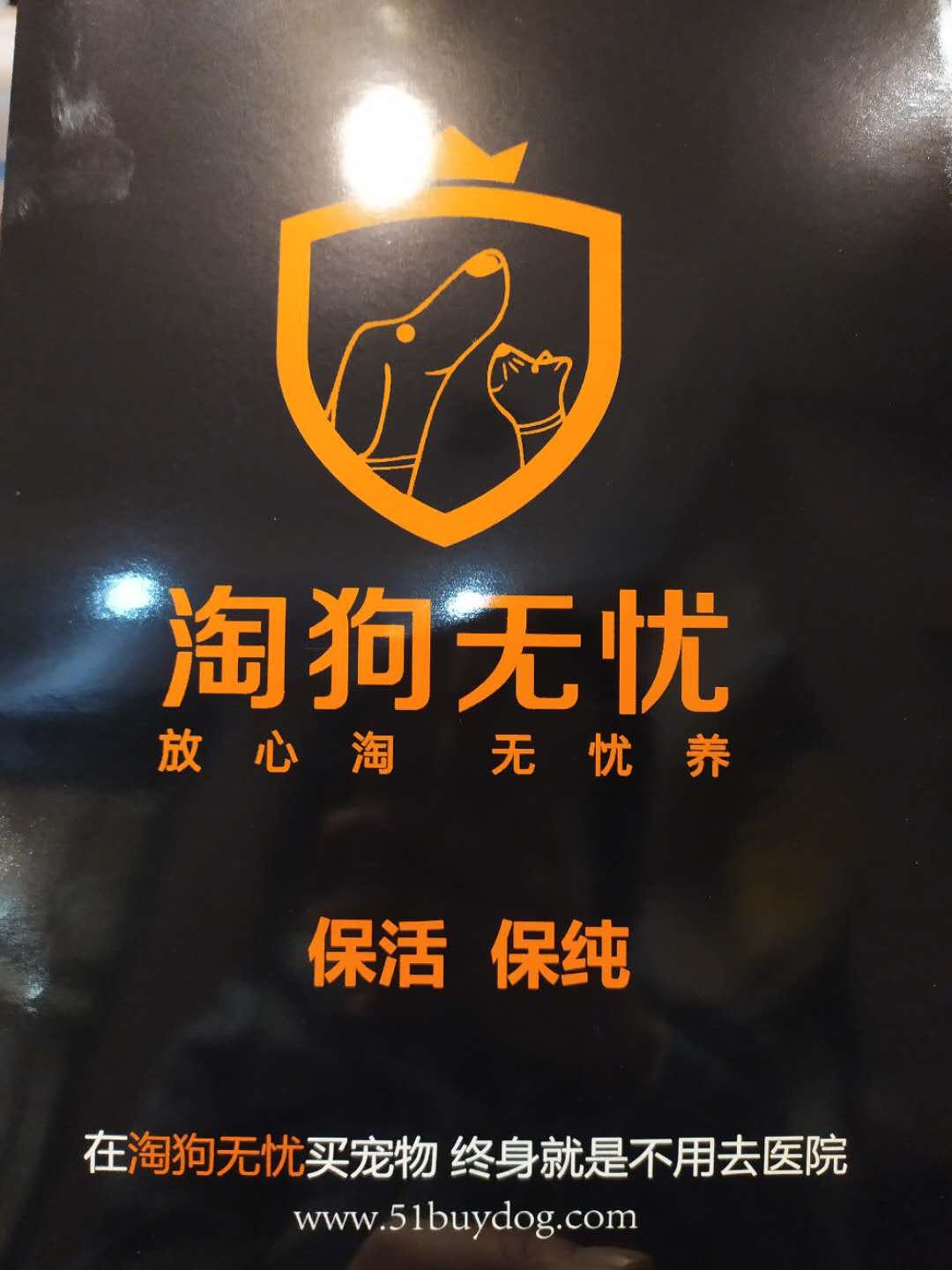 北京月流水超百万的猫狗活体专卖店,都有啥套路?