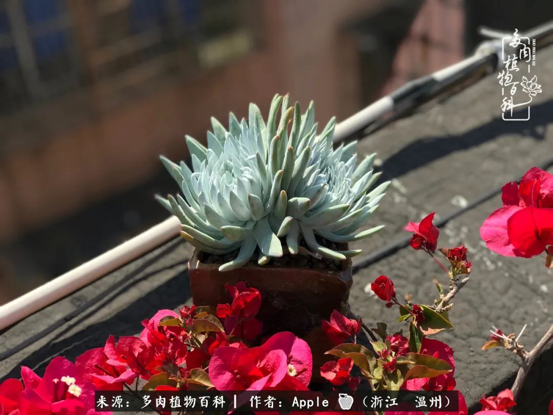 多肉成长记观察记录怎么写,多肉成长记录观察展板