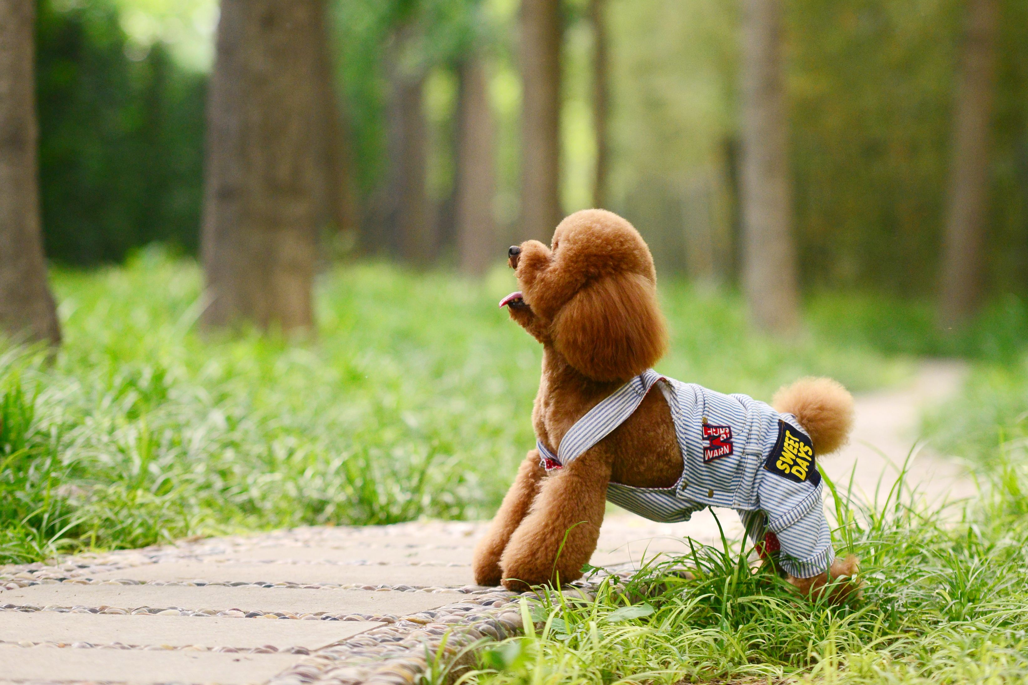 贵宾犬什么时候能开始懂事,贵宾犬长大