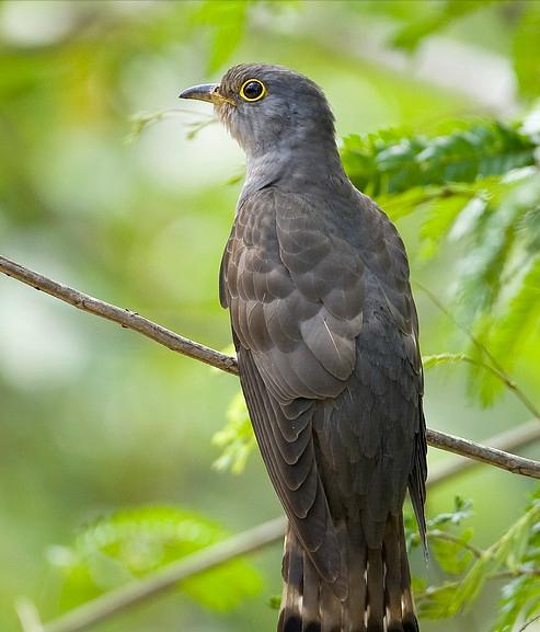东江揽胜,惠州淡水常见鸟类图谱