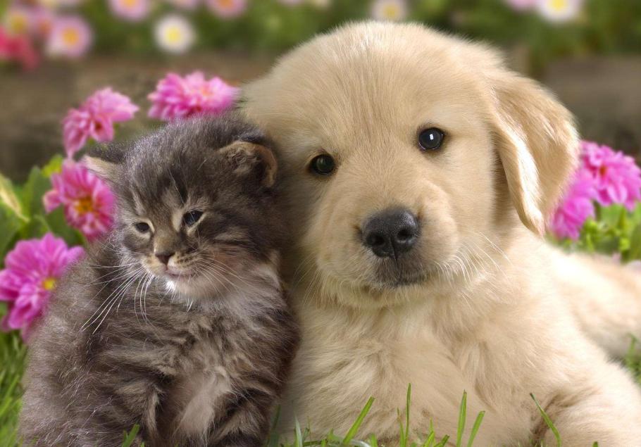 布偶猫夏天掉毛严重怎么办,夏天猫掉毛很厉害怎么办