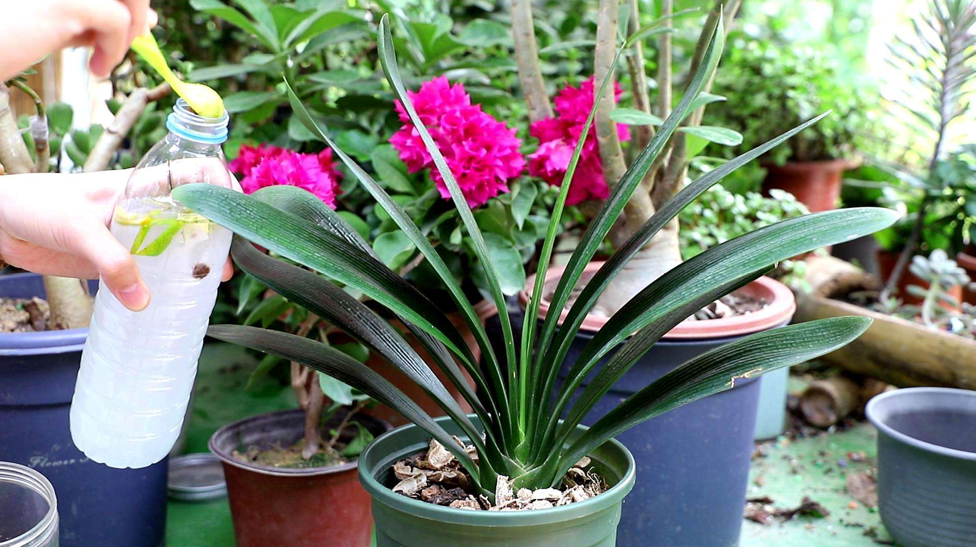 养花养不活用什么办法,新手养花注意事项以及养殖方法