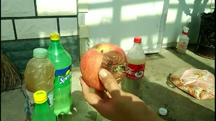 水泡烂苹果，可以喝的“营养液”，干净肥力大，浇啥旺啥，还减肥