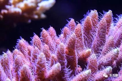 海缸np必须双零吗,海缸翻缸需要重新爆藻吗