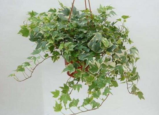 常春藤烂根移盆,常春藤枯萎的补救办法