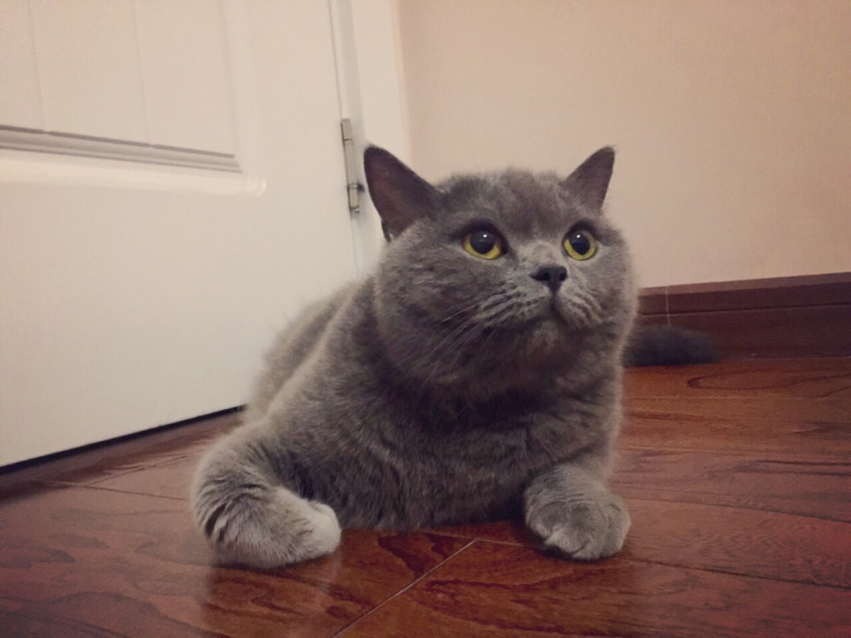 养英短的好处,养英短的好处和坏处