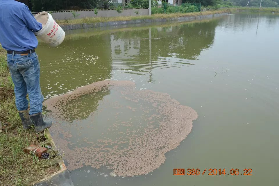 怎么判断锦鲤鱼苗是否生病了,怎么判断锦鲤是不是要产卵了