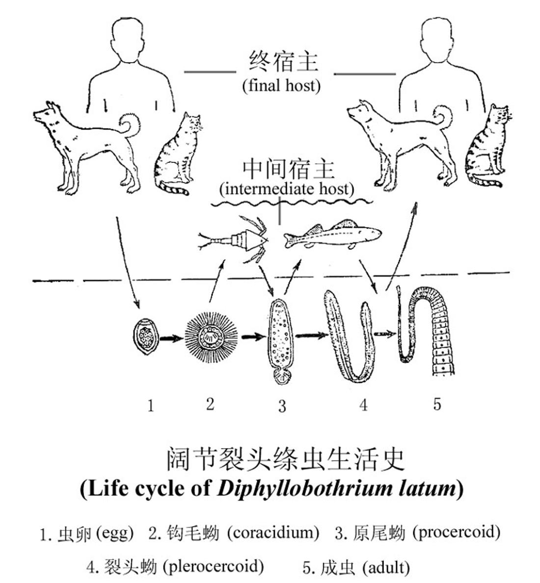 猫最喜欢吃的食物不是鱼吗,常吃猫粮的猫吃不得活鱼吗