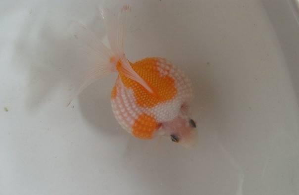 哪个品种的金鱼最漂亮最好看,传统金鱼国粹金鱼