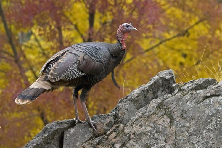 火鸡的养殖技术及方法,火鸡的养殖技术