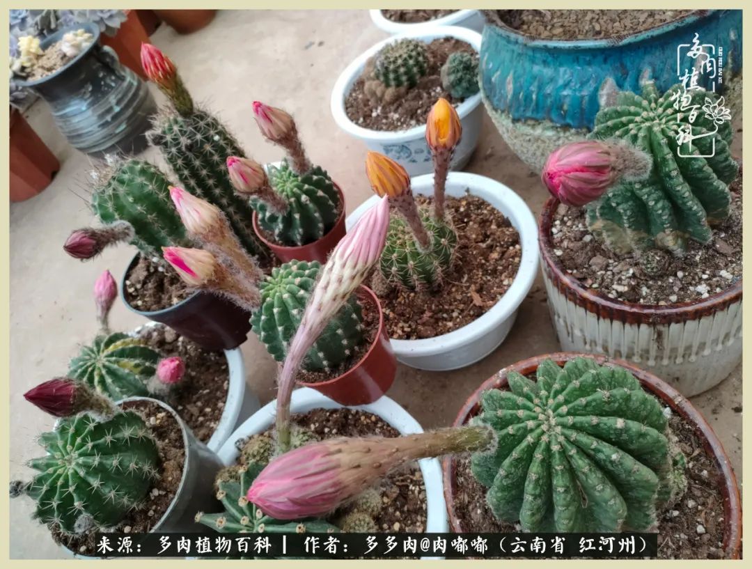 这个春天我们一起去赏花,这个季节我们一起去看花