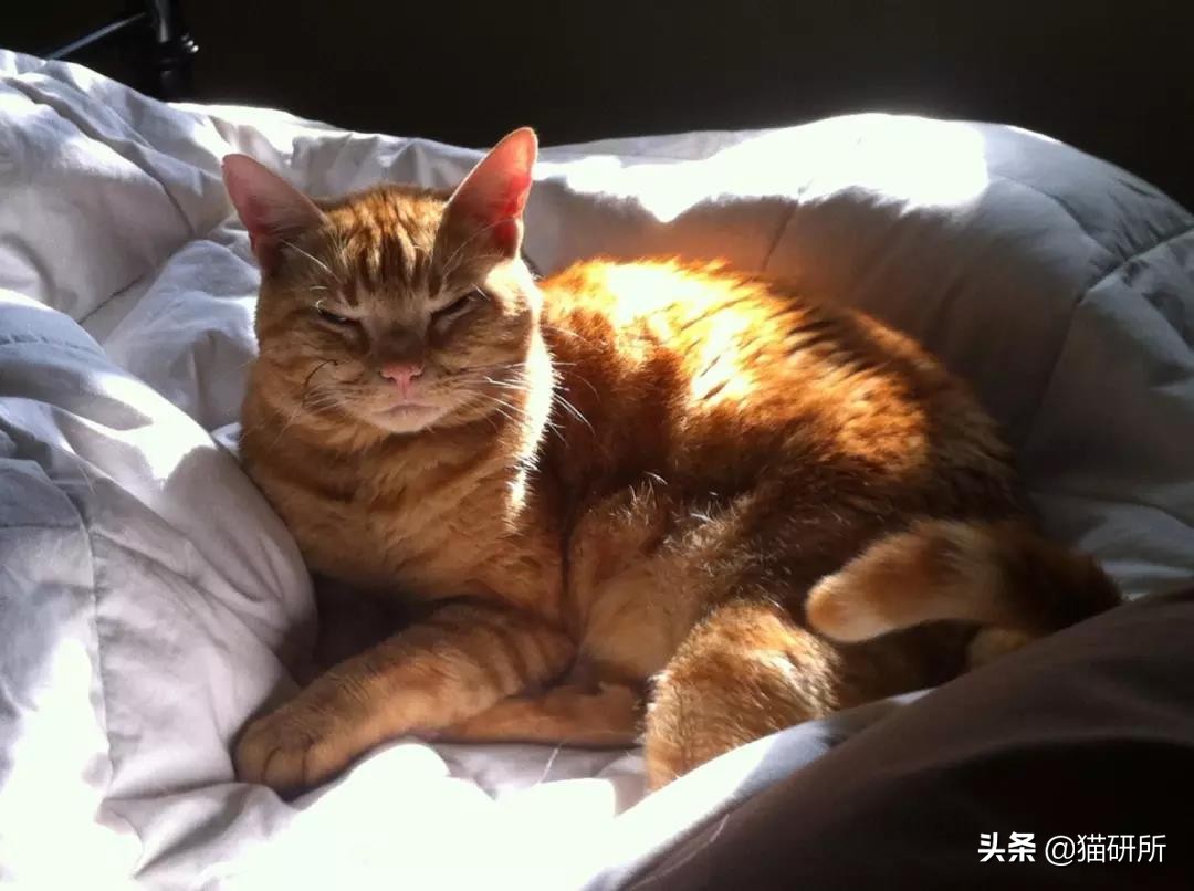 从3方面入手，有效提高老年猫的生活质量