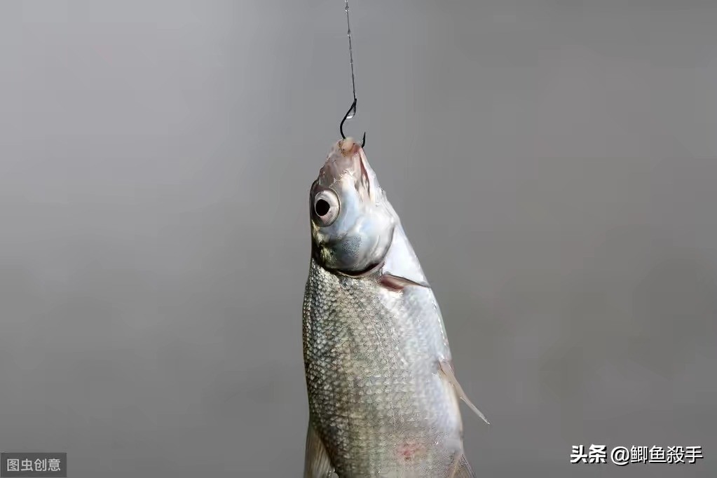 低温鱼群在深水,这样钓全是大鲫鱼,还有意想不到的收获