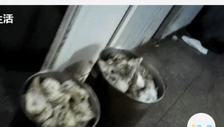 网红日料,网红顶级日料店