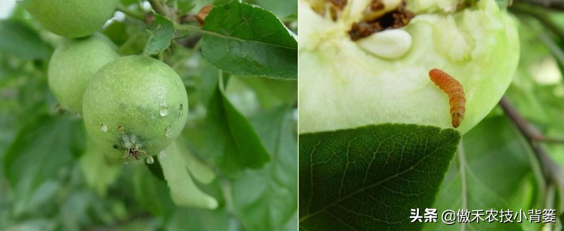 梨小食心虫防治最佳时间,梨小食心虫的为害症状