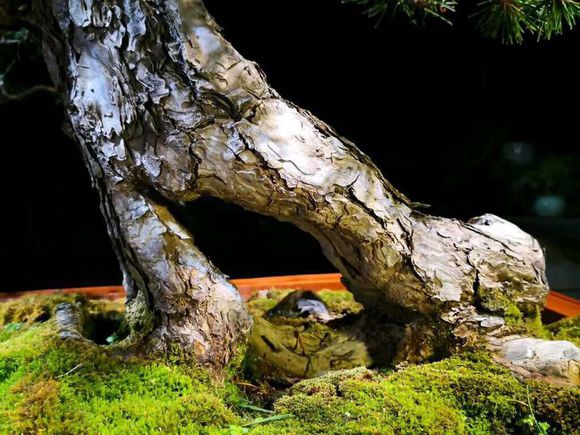 黑松裸根,黑松根什么样