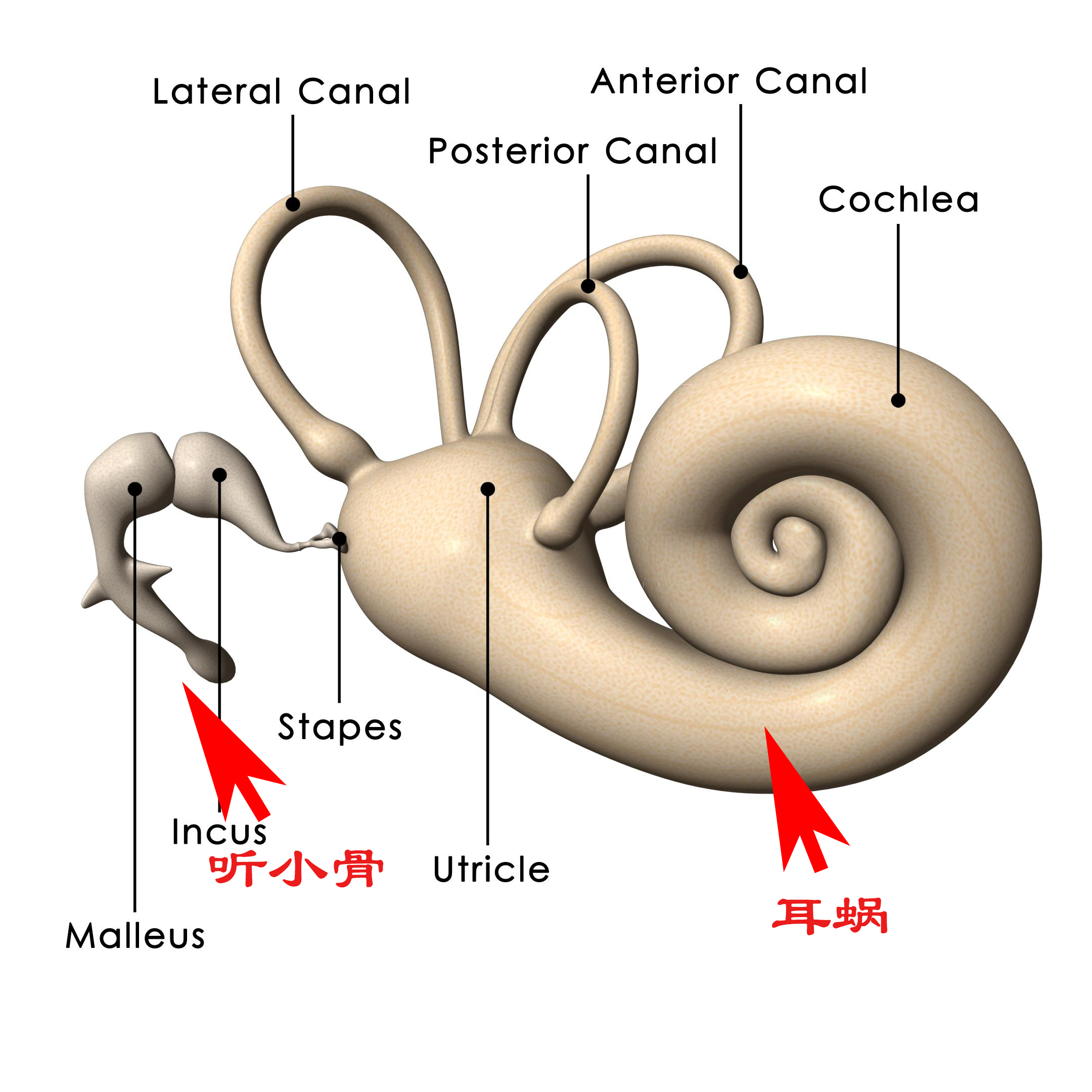 为什么录音感觉自己的声音不好听,为什么听录音会觉得自己声音难听